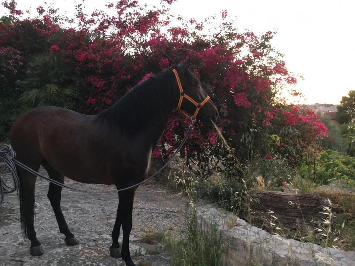 Country Sicily Home ファヴァーラ エクステリア 写真